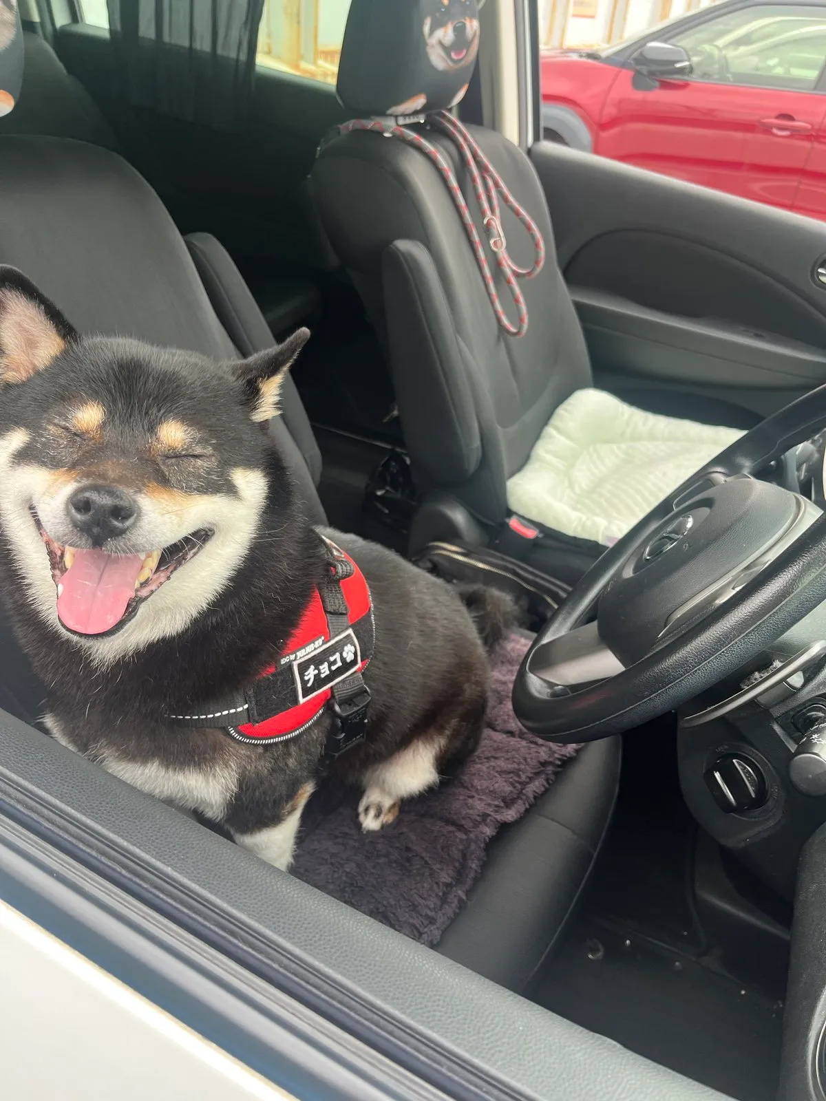 Choco smiling with her mouth open during the car ride