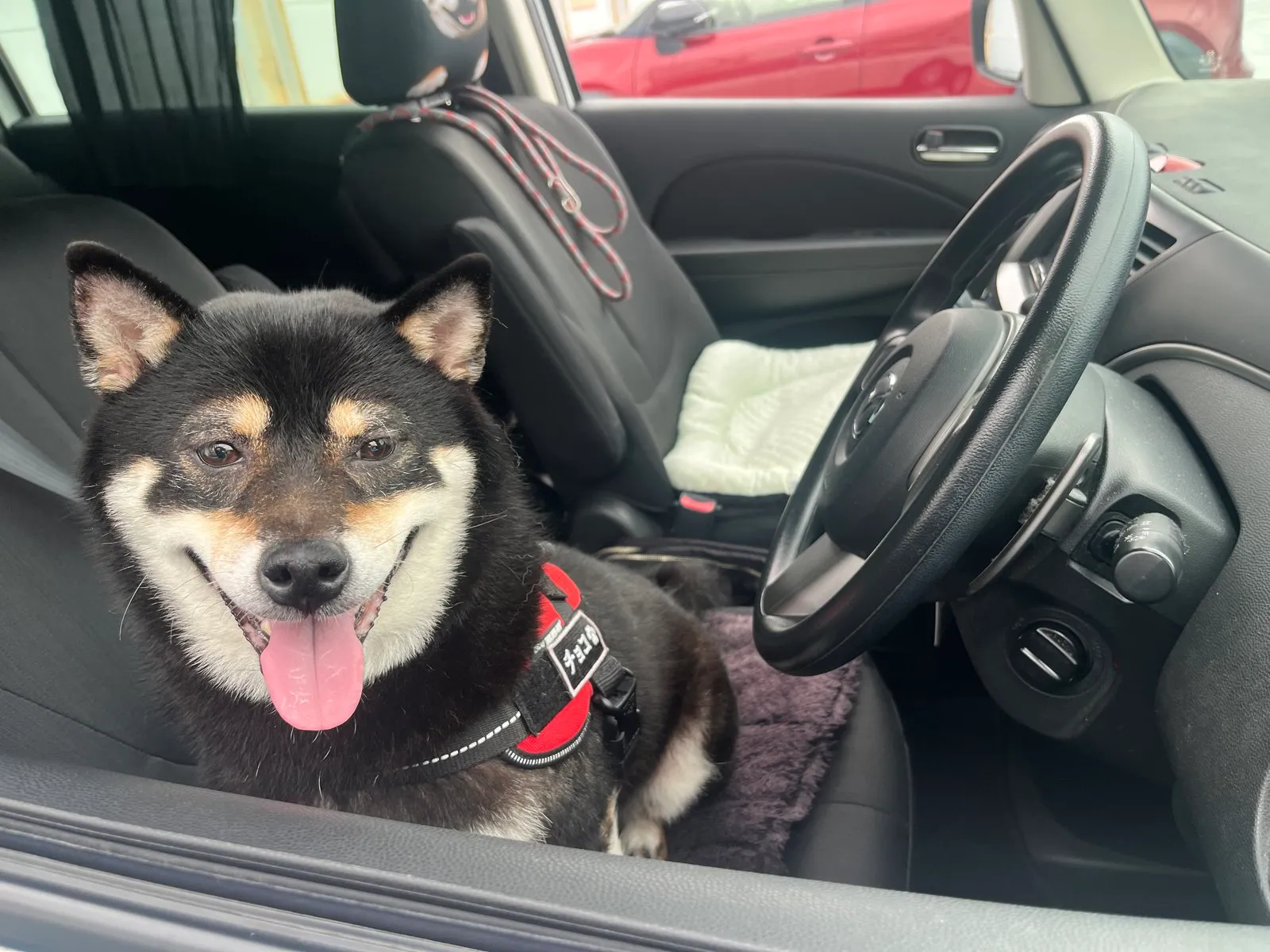Choco sitting in the driver’s seat of a car