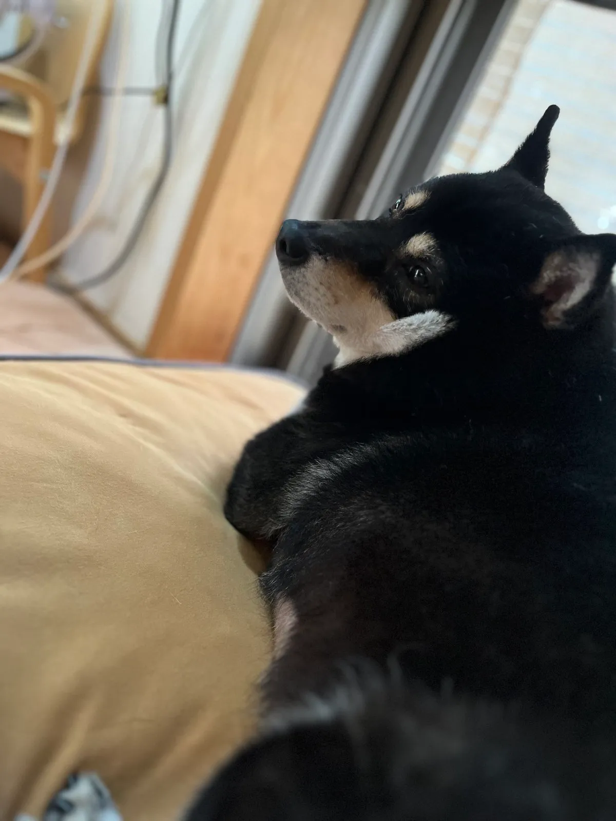 Choco back at home after the drive