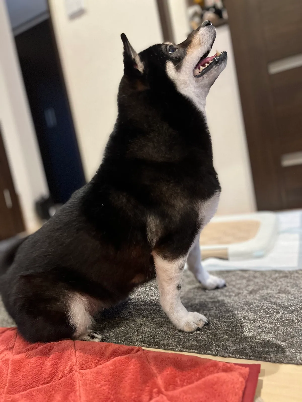 Choco sitting up straight with perfect posture, waiting for a treat