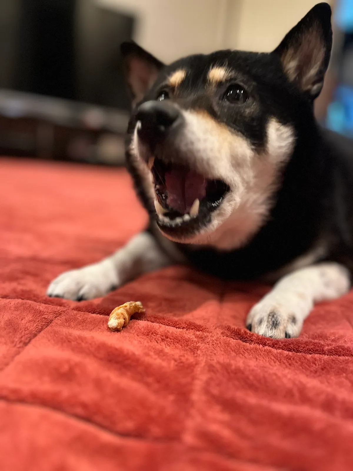 Choco eating her treat with her ears back